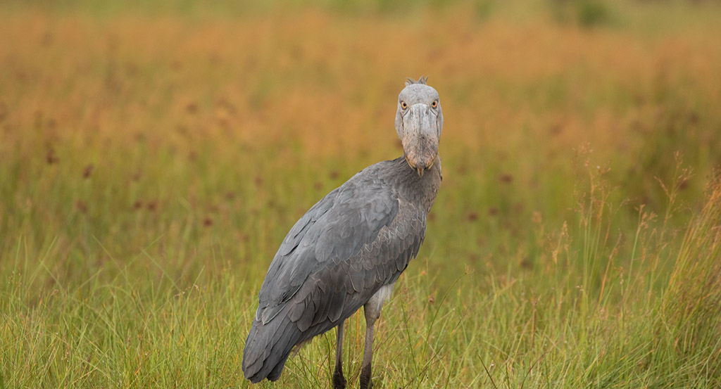 Shoebill-Uganda