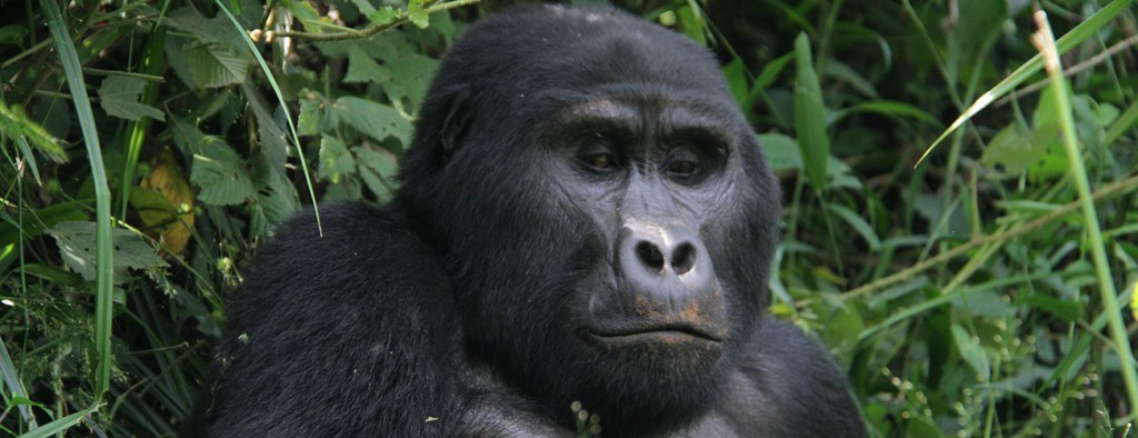 Bwindi Gorilla Trekking Safaris