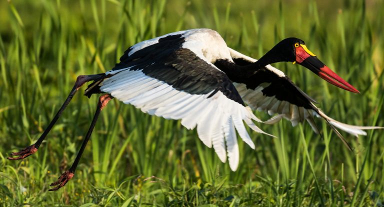 Saddle-billed-stork-Uganda Birding and Gorilla Tours