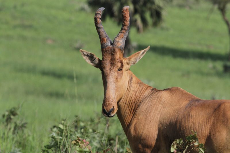 Birds and Wildlife Tours Uganda