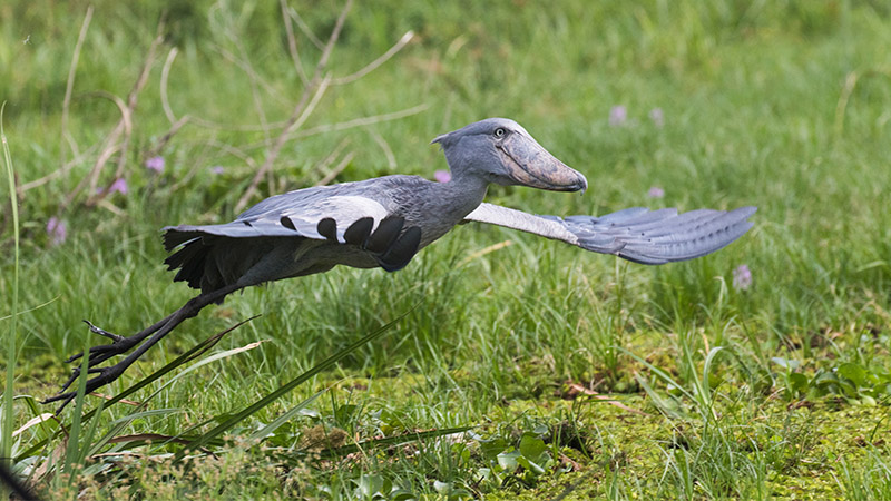 Shoebill Uganda Birding
